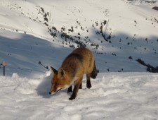 Fox ‘n’ Rabbits Fox ‘n’ Rabbits